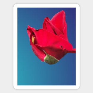 Majestic red macro rose Sticker